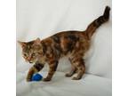 Adopt Harper a Brown Tabby Domestic Shorthair / Mixed Breed (Medium) / Mixed
