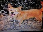 Adopt Nugget a Tan/Yellow/Fawn Terrier (Unknown Type, Small) / Jack Russell