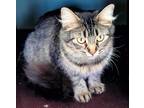 Adopt Stella a Brown Tabby Domestic Mediumhair (medium coat) cat in Carlinville