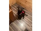 Adopt Sadie a Black - with Gray or Silver Labrador Retriever / Mixed dog in