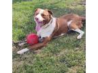 Adopt Melvin a Brown/Chocolate - with White Pointer / Mixed dog in Heuvelton
