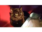 Adopt Cash a All Black Bombay (short coat) cat in Frederick, MD (41272200)