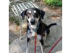 Adopt Pretzel a Black - with Tan, Yellow or Fawn German Shepherd Dog / Collie /