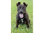 Adopt Tucker a Brown/Chocolate - with Black Labrador Retriever / Mixed dog in