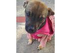 Adopt Baby Chilli :) so calm a Red/Golden/Orange/Chestnut - with White Pug /