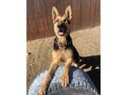 Adopt Declan a Black German Shepherd Dog / Mixed dog in Stagecoach