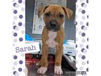 Adopt Sarah a Brown/Chocolate - with White Boxer / Labrador Retriever / Mixed
