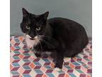 Adopt Oscar a Abyssinian / Mixed (short coat) cat in Neillsville, WI (41271883)