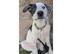 Adopt Earl a White Border Collie / Mixed dog in Twin Falls, ID (41111978)