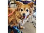 Adopt LUCY a Red/Golden/Orange/Chestnut - with White Pomeranian / Mixed Breed