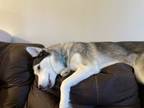 Adopt Storm a White - with Gray or Silver Husky / Mixed dog in Roseburg