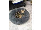 Adopt Wendy a Tan or Fawn Domestic Shorthair / Mixed Breed (Medium) / Mixed