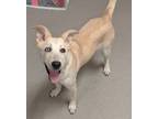 Adopt Xena a White Carolina Dog / Karelian Bear Dog / Mixed (short coat) dog in