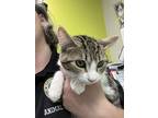 Adopt Delanie a All Black Domestic Shorthair / Mixed Breed (Medium) / Mixed