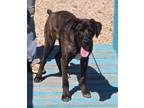 Adopt Angus a Black Catahoula Leopard Dog / Mixed Breed (Medium) / Mixed (short