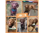 Adopt Joker a Brown/Chocolate Labrador Retriever / Great Pyrenees / Mixed dog in