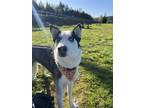 Adopt Sakari a Black - with White Husky / Shepherd (Unknown Type) / Mixed dog in