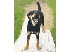 Adopt Koda a Brown/Chocolate - with Black Rottweiler / Labrador Retriever /