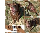 Adopt Lindor a Brown/Chocolate Labrador Retriever / Mixed Breed (Medium) / Mixed