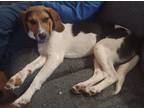 Adopt Pecan a Tricolor (Tan/Brown & Black & White) Beagle / Mixed dog in
