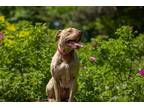 Adopt Gobi a Brindle Pit Bull Terrier / American Staffordshire Terrier / Mixed
