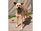 Adopt Delilah a Brindle Anatolian Shepherd / Mixed Breed (Medium) / Mixed (short