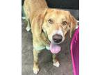 Adopt Cosmo a Brindle Golden Retriever / Mixed Breed (Medium) / Mixed (short