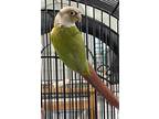 Adopt Sammy a Conure bird in Grandview, MO (41148724)