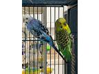 Adopt Captain a Green Parakeet - Other bird in Grandview, MO (41198426)