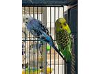Adopt Pebbles a Green Parakeet - Other bird in Grandview, MO (41198425)