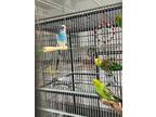 Adopt Finnegan a Green Parakeet - Other bird in Grandview, MO (41198424)