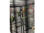 Adopt Ben a Blue Parakeet - Other bird in Grandview, MO (41198421)