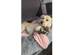 Adopt China a Tan/Yellow/Fawn - with White Jindo / Mixed dog in Los Angeles