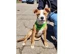 Adopt RUBBLE a Brindle - with White Boxer / Mixed dog in St Clairsville