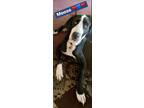 Adopt Moose a Black - with White Great Dane / Mixed dog in Temple, TX (41270907)
