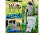 Adopt Lucas a White - with Black Boxer / Labrador Retriever / Mixed dog in