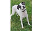 Adopt Kai a White - with Gray or Silver Pit Bull Terrier / Mixed Breed (Medium)
