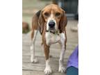 Adopt Zander a Tricolor (Tan/Brown & Black & White) Beagle / Mixed dog in Baton