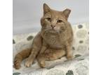 Adopt Berger a Tan or Fawn Tabby Domestic Shorthair (short coat) cat in