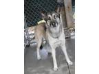 Adopt Sheba a Black - with Tan, Yellow or Fawn Shepherd (Unknown Type) / Husky /