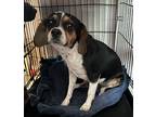 Adopt Frutti a Tricolor (Tan/Brown & Black & White) Beagle / Miniature Pinscher