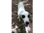 Adopt Leo a English Pointer / Mixed dog in York, SC (41270605)