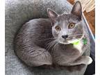 Adopt Mercury a Gray or Blue (Mostly) American Shorthair (short coat) cat in