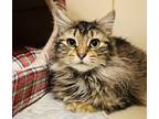 Adopt CC a Brown Tabby Domestic Longhair / Mixed Breed (Medium) / Mixed (long