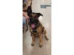 Adopt LUNA a German Shepherd Dog / Mixed dog in St Clairsville, OH (41270514)