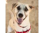 Adopt Malia a White - with Tan, Yellow or Fawn Anatolian Shepherd / Mixed dog in