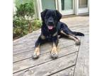 Adopt Farley *courtesy post* a Black American Pit Bull Terrier / Alaskan Klee