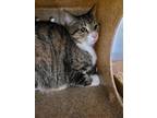 Adopt Raja a Brown Tabby Domestic Shorthair / Mixed Breed (Medium) / Mixed