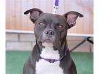 Adopt Star a Black - with White American Staffordshire Terrier / Mixed dog in
