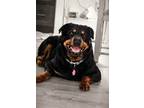 Adopt Nova a Black - with Brown, Red, Golden, Orange or Chestnut Rottweiler /